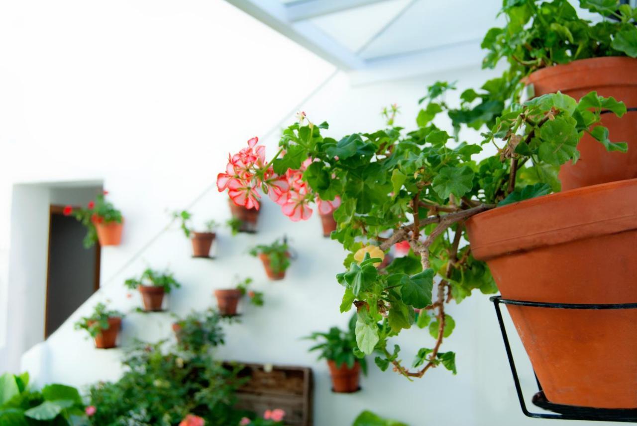Hostal Batato Vejer de la Frontera Ngoại thất bức ảnh